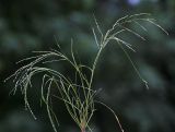 Eragrostis imberbis. Цветущее и плодоносящее растение. Приморский край, г. Владивосток, у дороги. 10.09.2024.