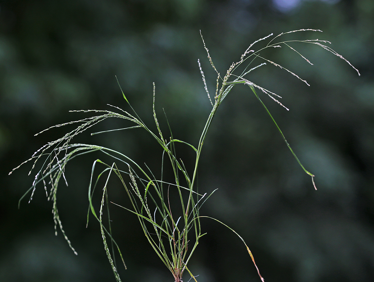 Изображение особи Eragrostis imberbis.