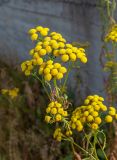 Tanacetum vulgare. Верхушки побегов с соцветиями. Мурманск, Октябрьский р-н, рудеральная растительная группировка. 18.08.2024.