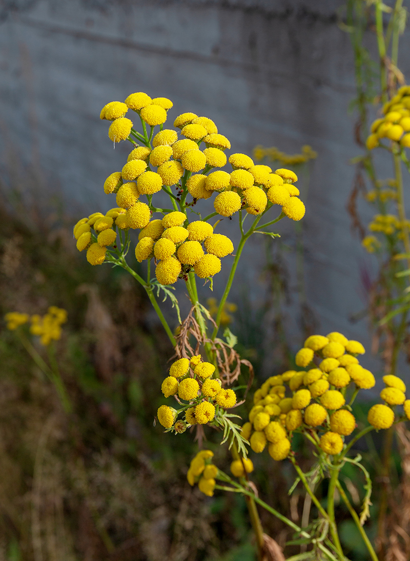 Изображение особи Tanacetum vulgare.