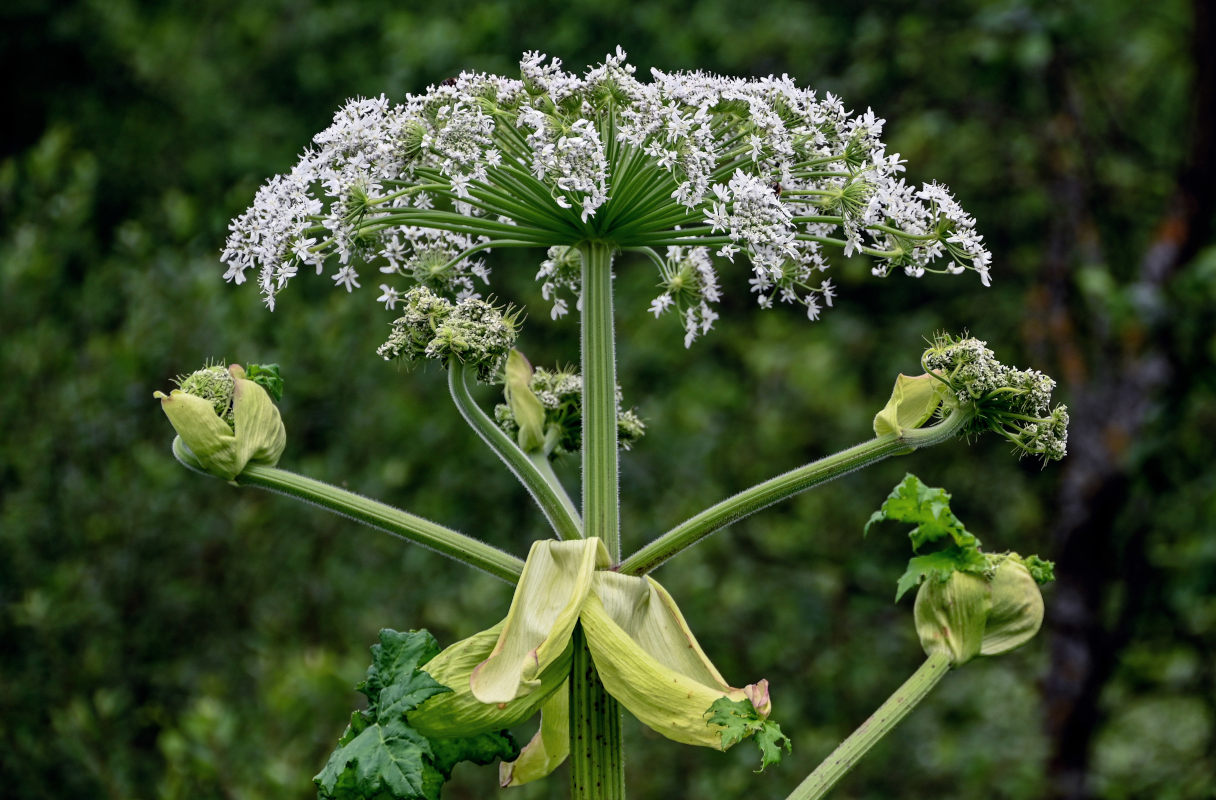 Image of Heracleum sosnowskyi specimen.