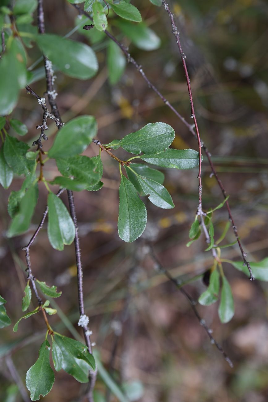 Изображение особи семейство Rosaceae.