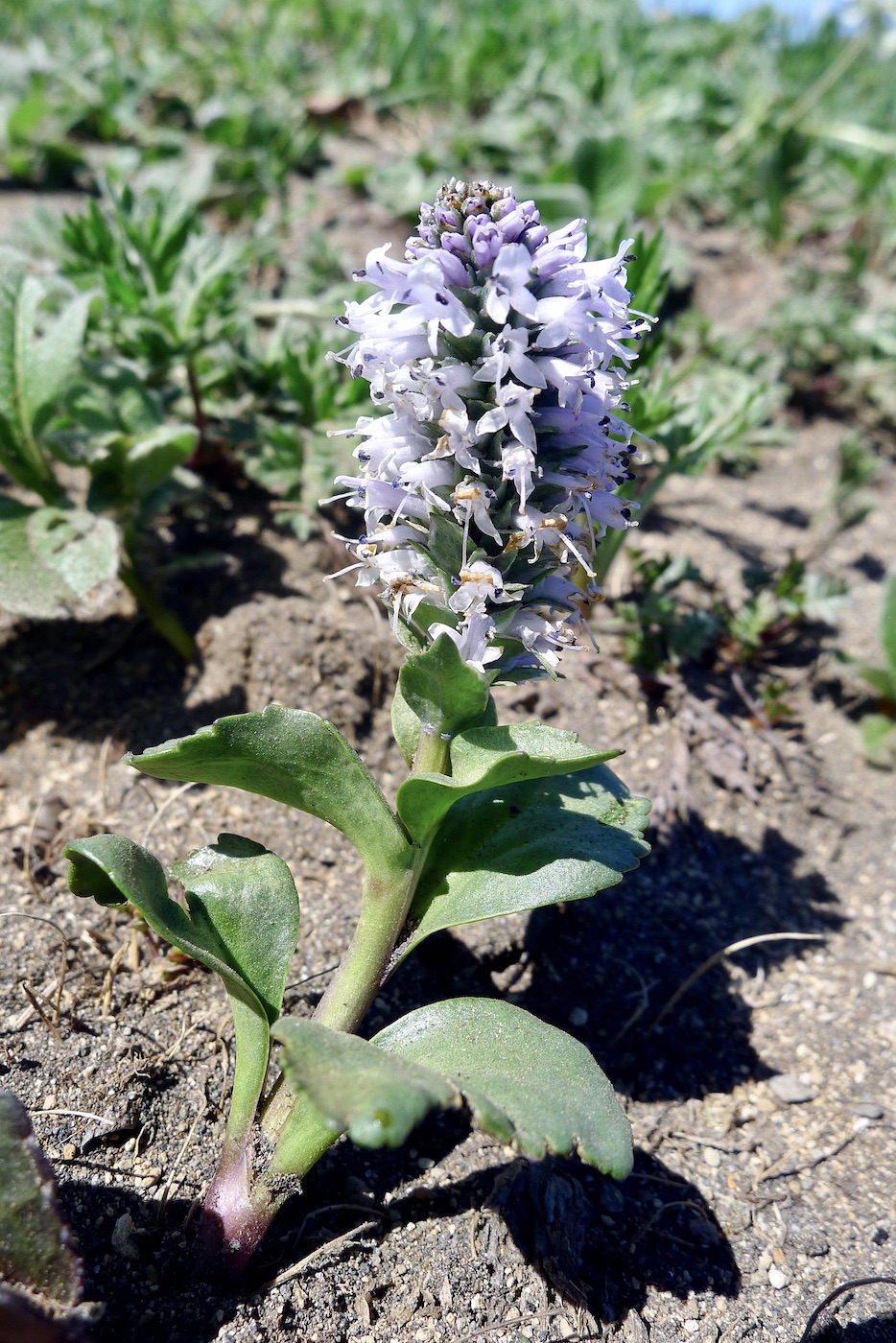 Изображение особи Lagotis glauca.