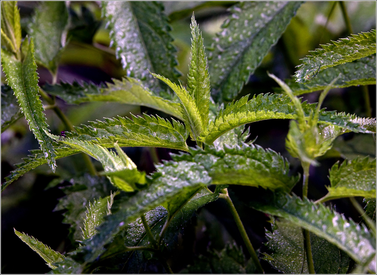 Image of Veronica longifolia specimen.