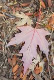 Acer saccharinum