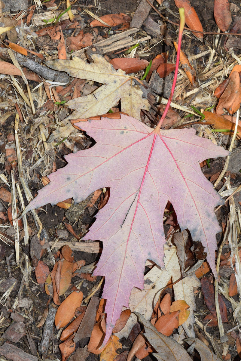 Image of Acer saccharinum specimen.