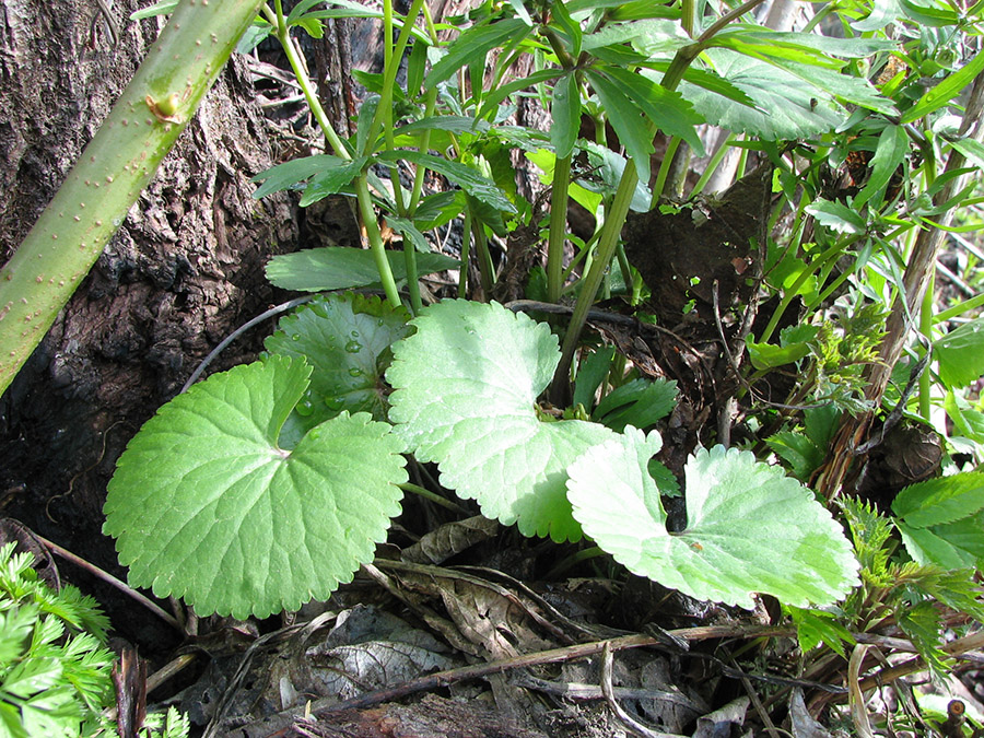 Image of Ranunculus cassubicus specimen.