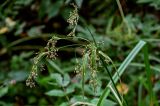 Scirpus radicans. Верхушка побега с соплодием. Московская обл., Волоколамский гор. округ, долина р. Каменка, опушка смешанного леса, топкий берег реки. 17.08.2024.