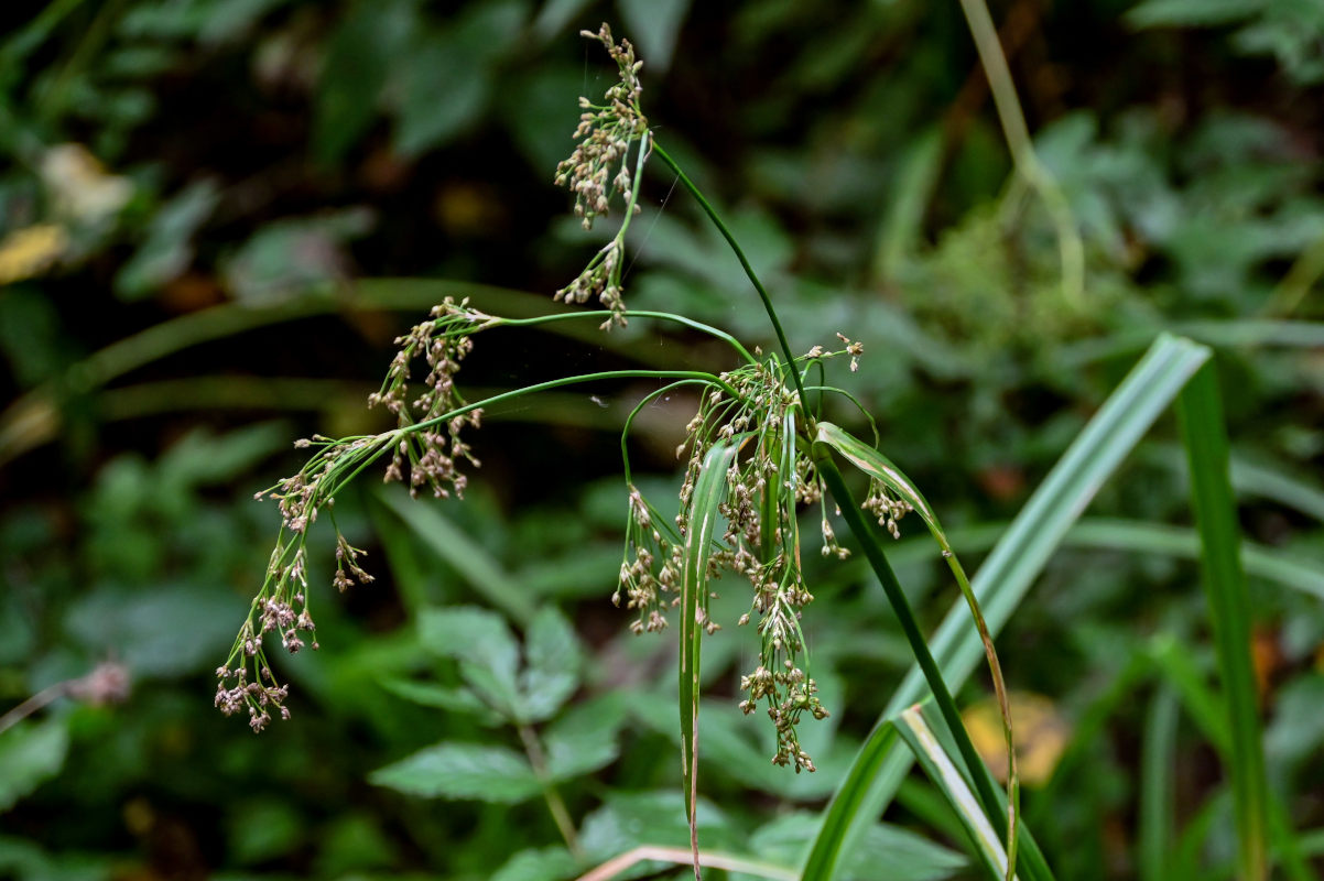 Image of Scirpus radicans specimen.