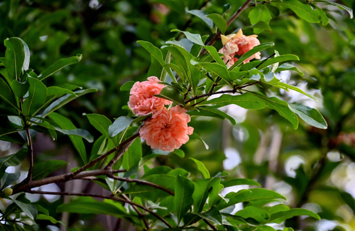 Image of Punica granatum specimen.