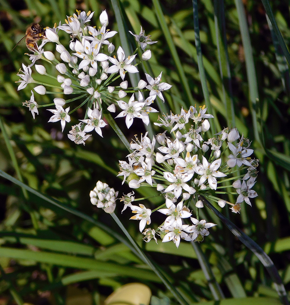 Изображение особи Allium ramosum.