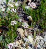 Valerianella coronata