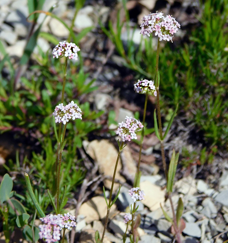 Image of Valerianella coronata specimen.