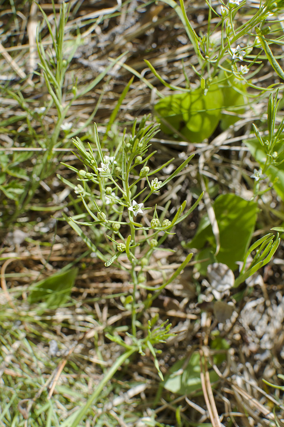 Image of Thesium repens specimen.