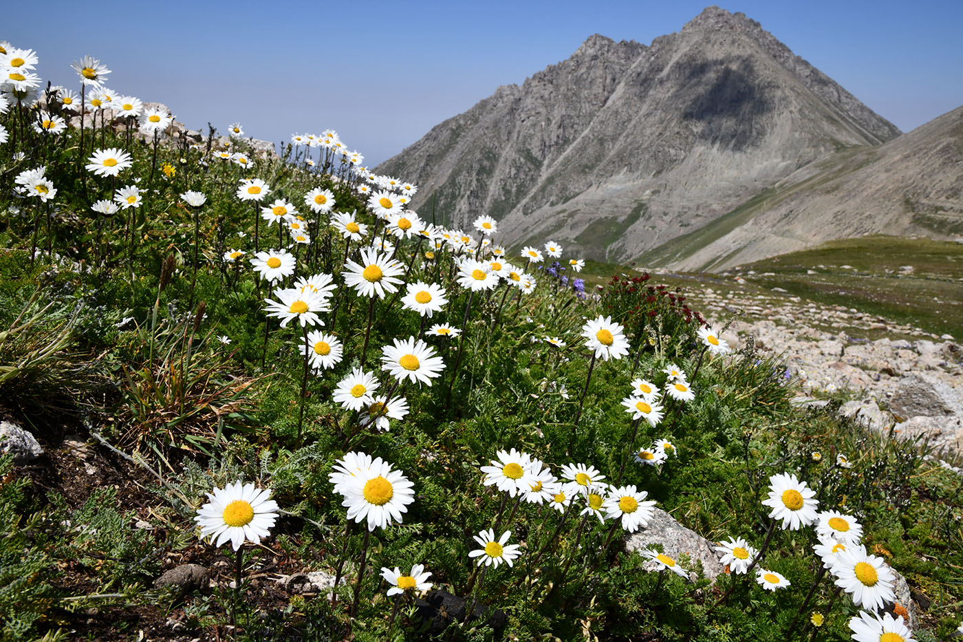 Изображение особи Pyrethrum karelinii.