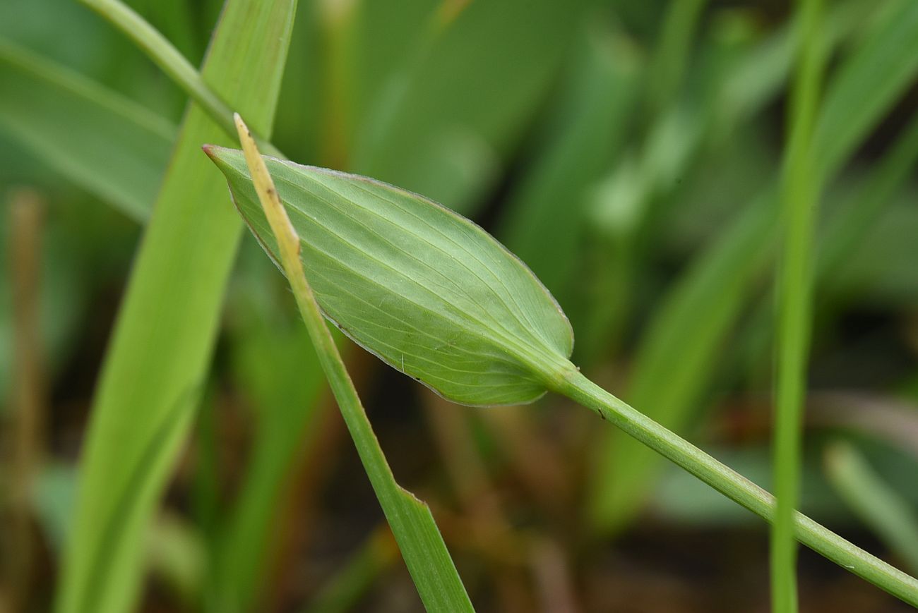 Image of genus Bupleurum specimen.