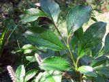 View full-size image Salix arctica