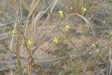 Смотреть изображение род Linaria