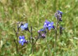 View full-size image Anchusa azurea