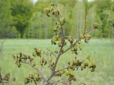 Смотреть изображение Quercus robur