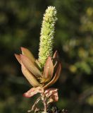 Смотреть изображение Orostachys malacophylla