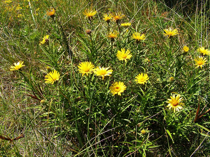 Image of Inula ensifolia specimen.