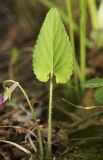 View full-size image Viola hirtipes