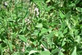 View full-size image Trifolium ambiguum