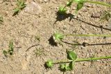 View full-size image Knautia montana