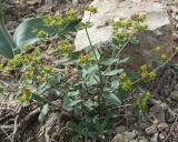 Euphorbia undulata
