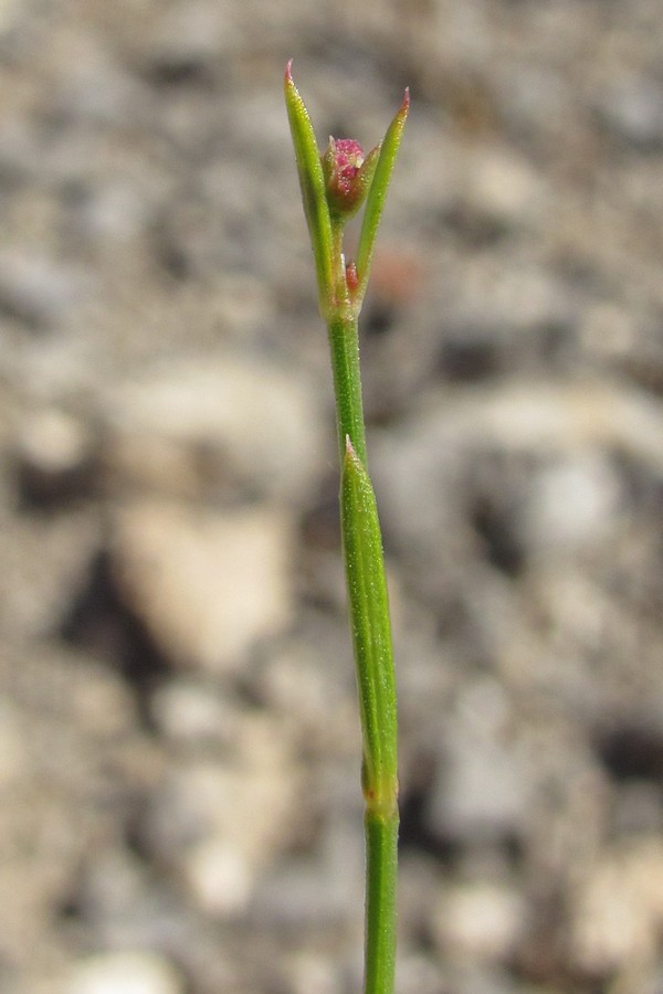 Image of Asperula tenella specimen.