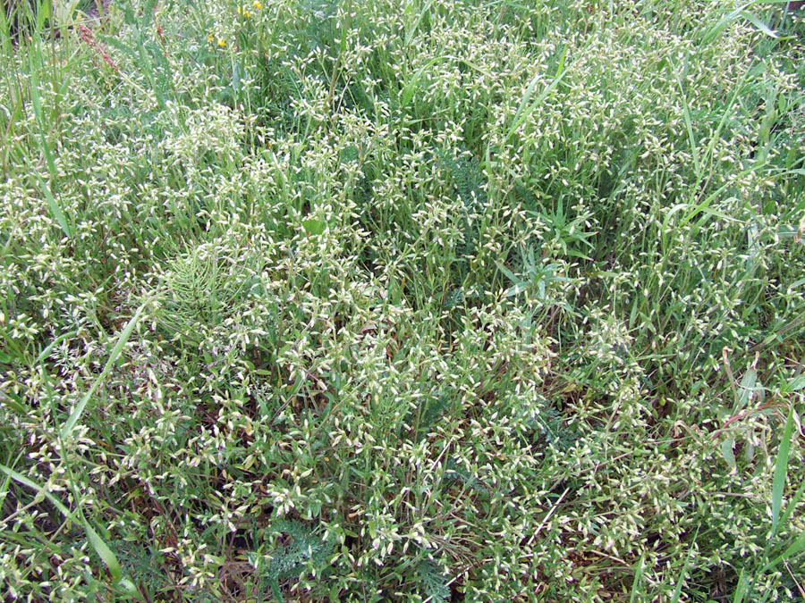 Image of genus Cerastium specimen.