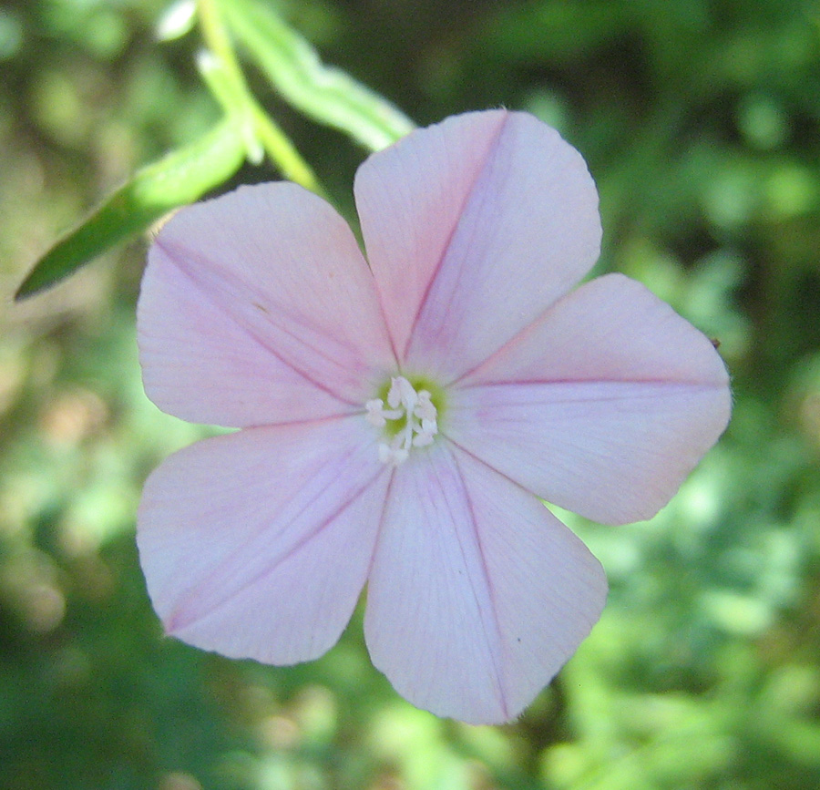 Image of Convolvulus cantabrica specimen.