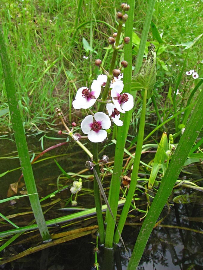 Image of Sagittaria sagittifolia specimen.