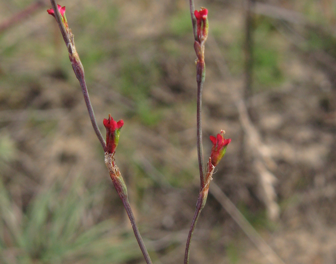 Image of genus Polygonum specimen.