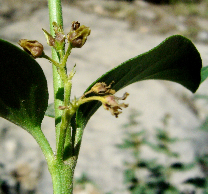 Image of Vincetoxicum pumilum specimen.