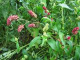 Persicaria scabra. Верхушки цветущих растений. Коми, г. Сыктывкар, окраина, поле. 07.09.2011.