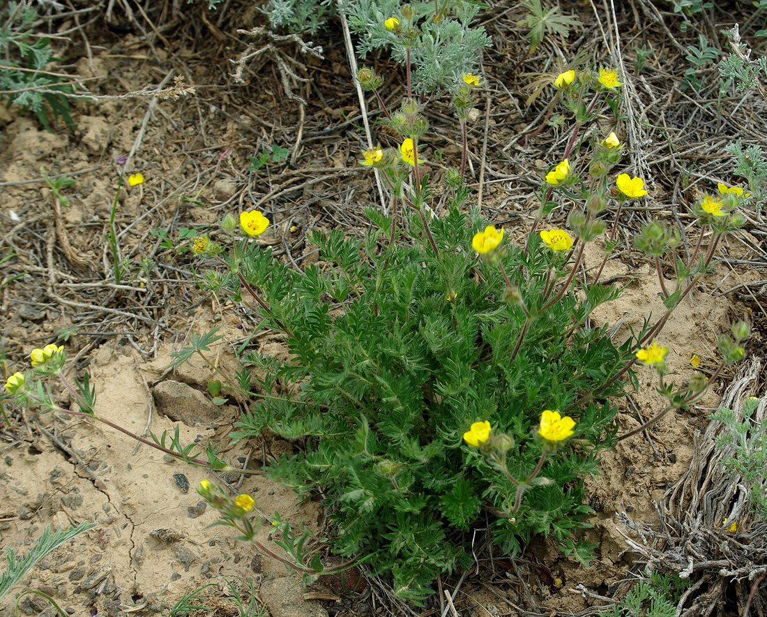 Image of Potentilla soongorica specimen.