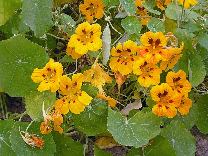 Изображение особи Tropaeolum majus.