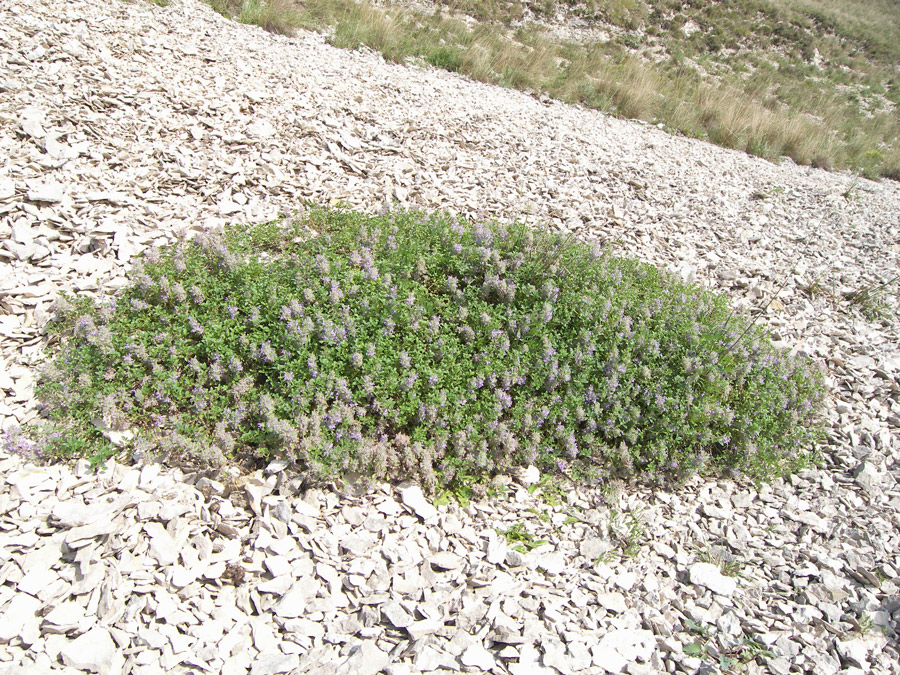 Image of Ziziphora puschkinii specimen.