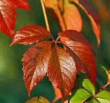 Parthenocissus quinquefolia. Лист в осенней окраске. Московская обл., Раменский р-н, окр. дер. Хрипань, дачный участок. 24.09.2007.