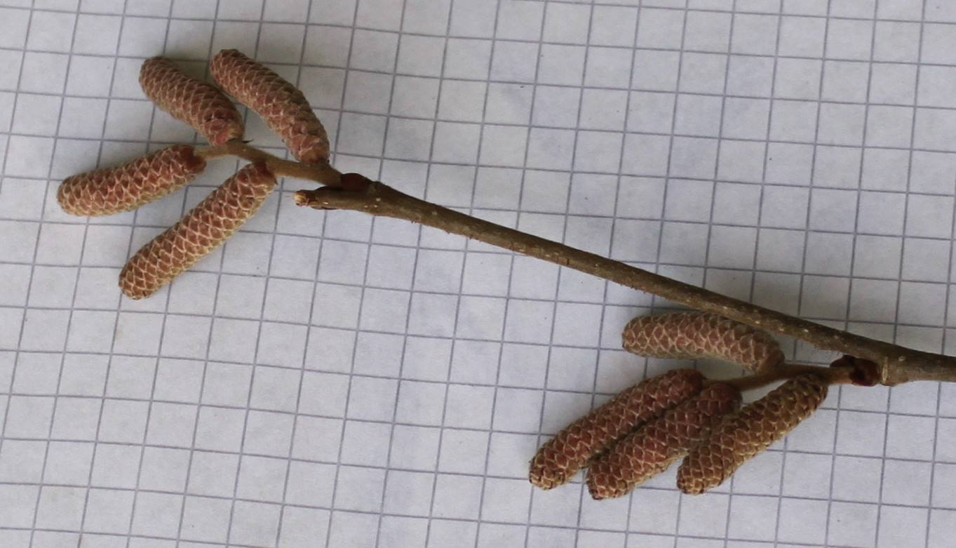 Image of Corylus avellana specimen.