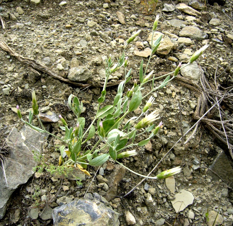 Image of Chardinia orientalis specimen.