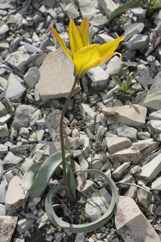 Image of Tulipa australis specimen.