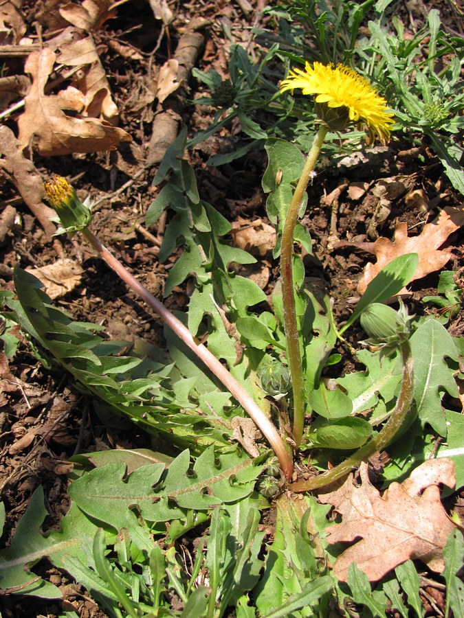 Изображение особи род Taraxacum.