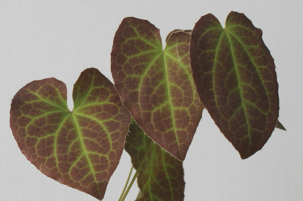 Image of Epimedium &times; perralchicum specimen.