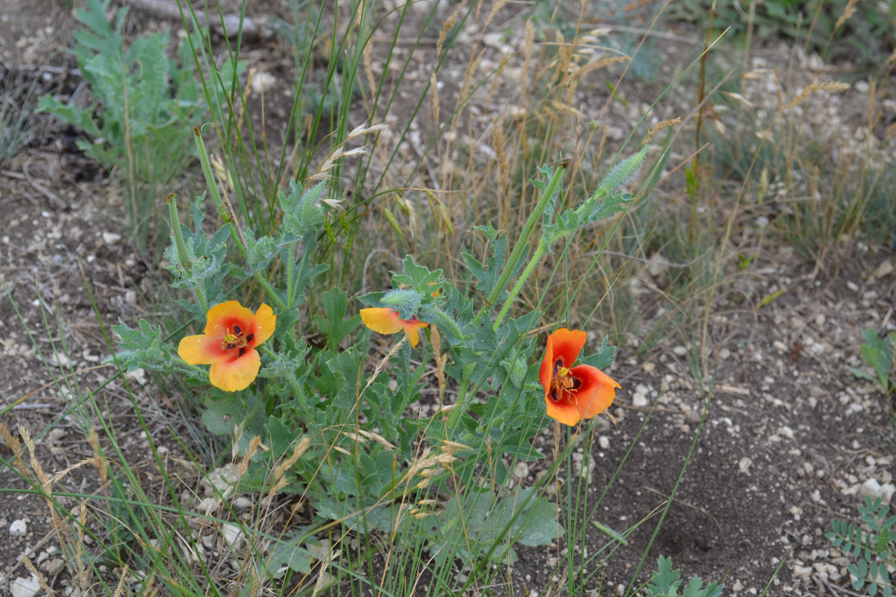 Изображение особи Glaucium corniculatum.