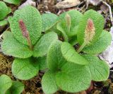 Salix reticulata