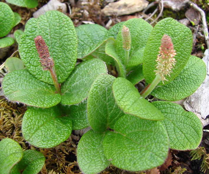 Изображение особи Salix reticulata.