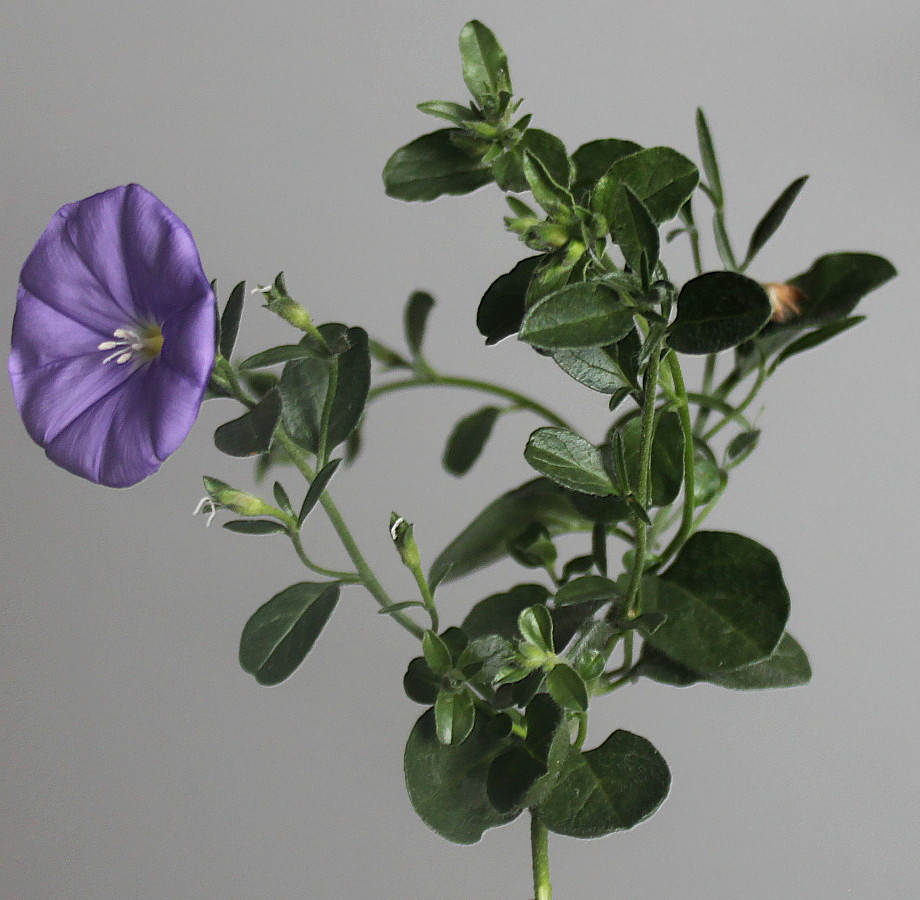 Image of familia Convolvulaceae specimen.